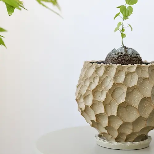 Chậu gốm Wabi-Sabi - phong cách Nhật Bản - Nhà Có Chậu